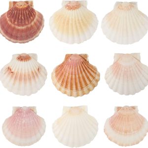 P000693-image_01 10 Coquilles de Pétoncle Naturelles Grandes (10-12 cm) pour Décoration et Artisanat - produit neuf issu de déstockage